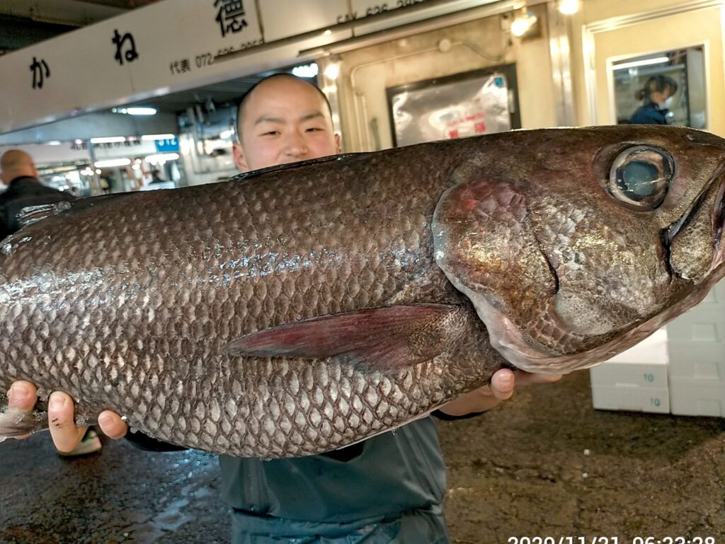 旬の魚 くろむつ 生命力に満ちあふれたワイルドな旨さ さかなの仕入れ屋 大阪で美味しい魚を安く仕入れる