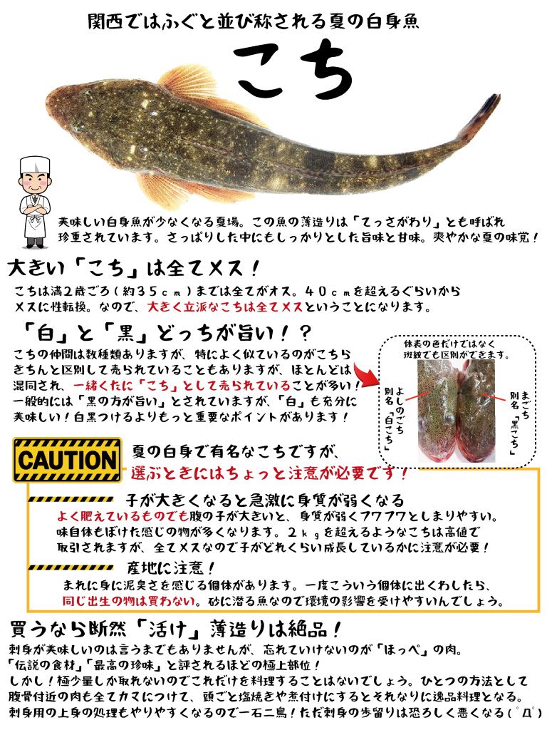 魚図鑑 こち さかなの仕入れ屋 大阪で美味しい魚を安く仕入れる