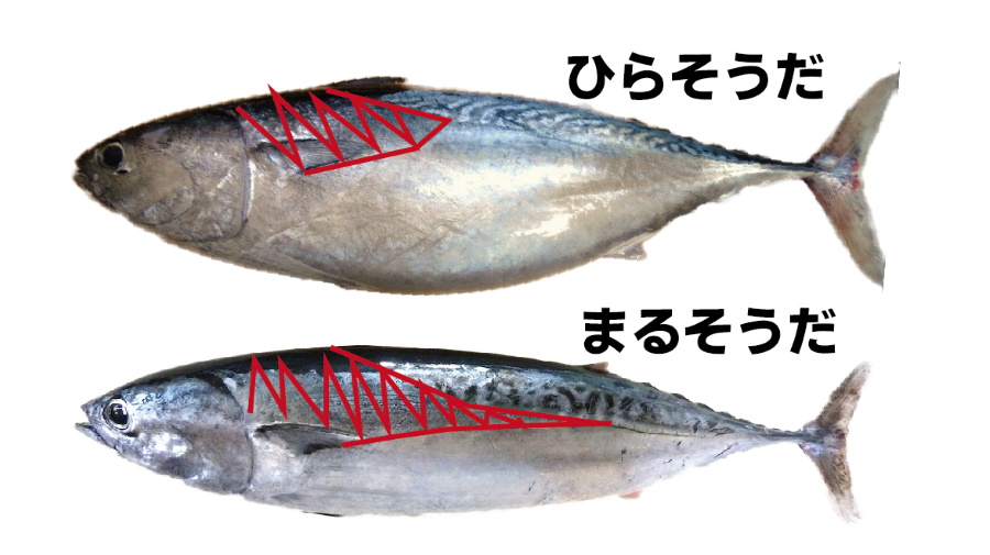 旬の魚 ひらそうだ 味は上々 だけど鮮度が命 さかなの仕入れ屋 大阪で美味しい魚を安く仕入れる