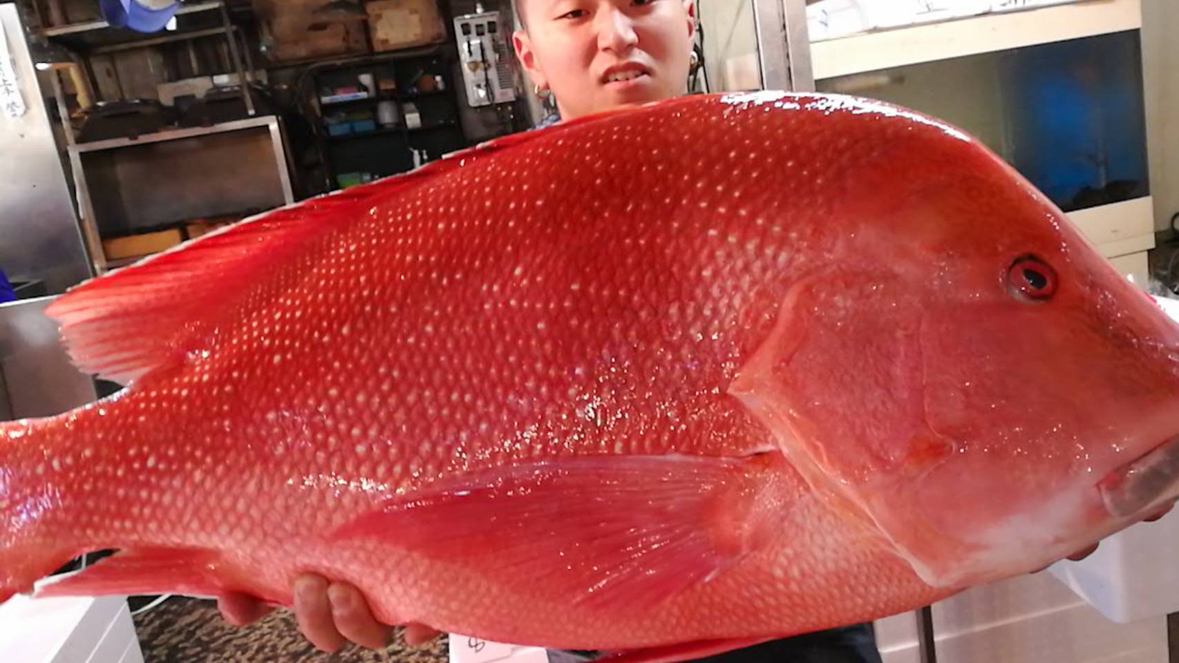 幻の超高級魚！センネンダイ入荷！最高の身質！ | さかなの仕入れ屋|大阪で美味しい魚を安く仕入れる