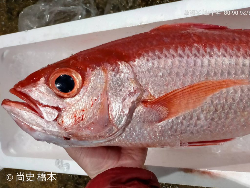 最高級魚 はまだい 天然くえ 魚の仕入れならお任せください さかなの仕入れ屋 大阪で美味しい魚を安く仕入れる