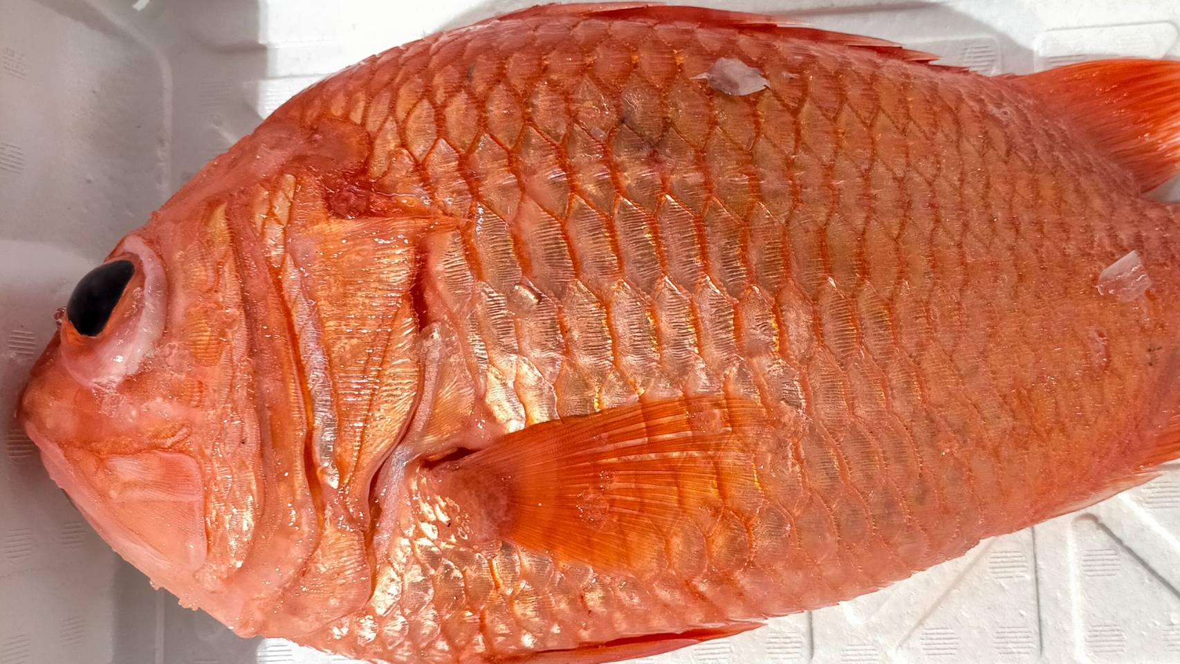 これが本当の最高級魚 見た目は宝石 えびすだい さかなの仕入れ屋 大阪で美味しい魚を安く仕入れる