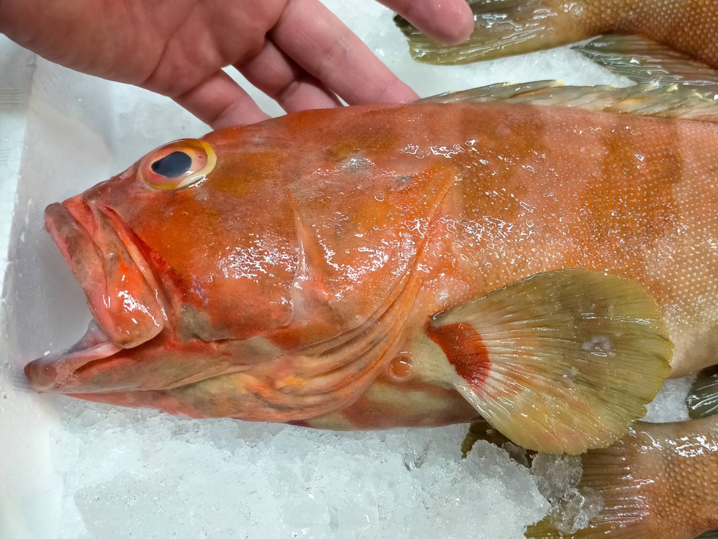 旬の魚 しもふりはた 柔らかい身が加熱するとキュッ さかなの仕入れ屋 大阪で美味しい魚を安く仕入れる