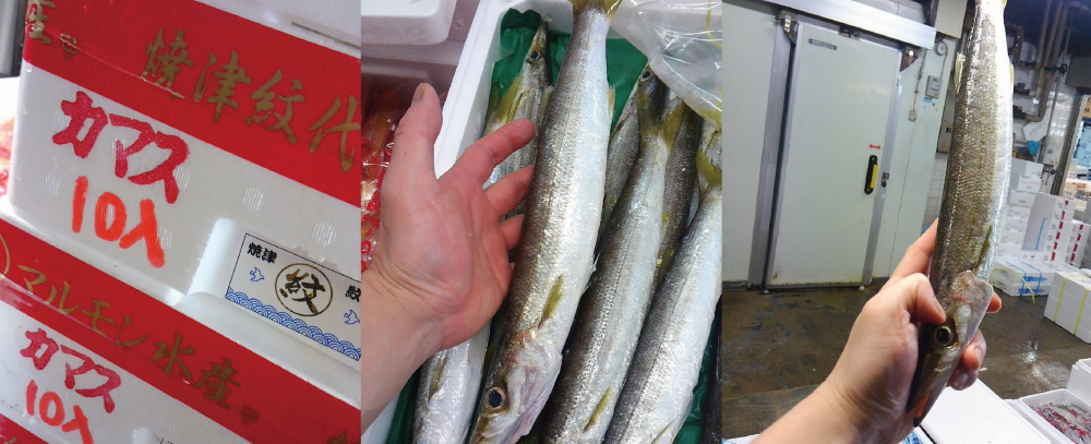 旬の魚 かます あかかます 全国でブランド化が進む新高級魚 さかなの仕入れ屋 大阪で美味しい魚を安く仕入れる