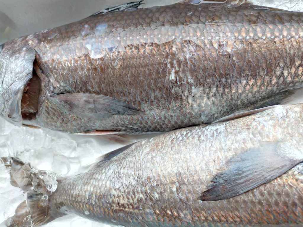 幻の魚 と呼ばれる魚は多いですが 本当に珍しいものは極わずか さかなの仕入れ屋 大阪で美味しい魚を安く仕入れる