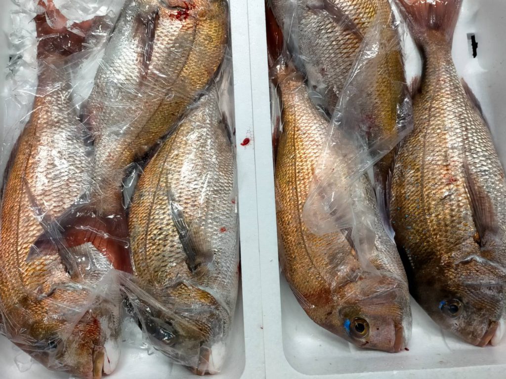 幻の魚 と呼ばれる魚は多いですが 本当に珍しいものは極わずか さかなの仕入れ屋 大阪で美味しい魚を安く仕入れる