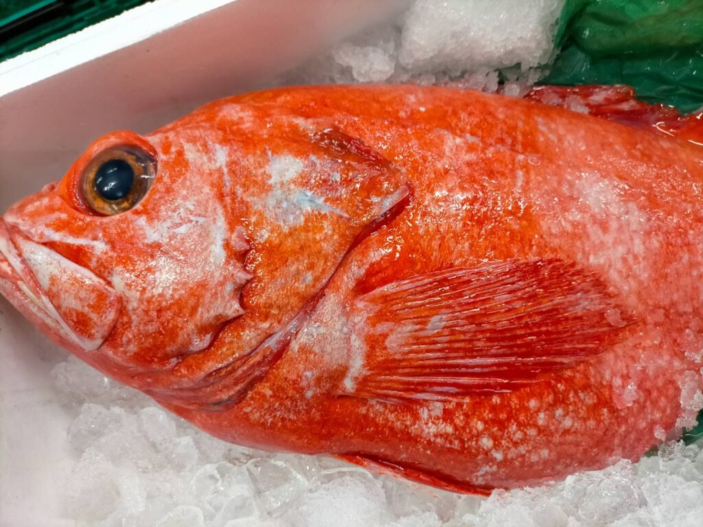 旬の魚 きじはた あこう 関西の夏を代表する魚 だった さかなの仕入れ屋 大阪で美味しい魚を安く仕入れる