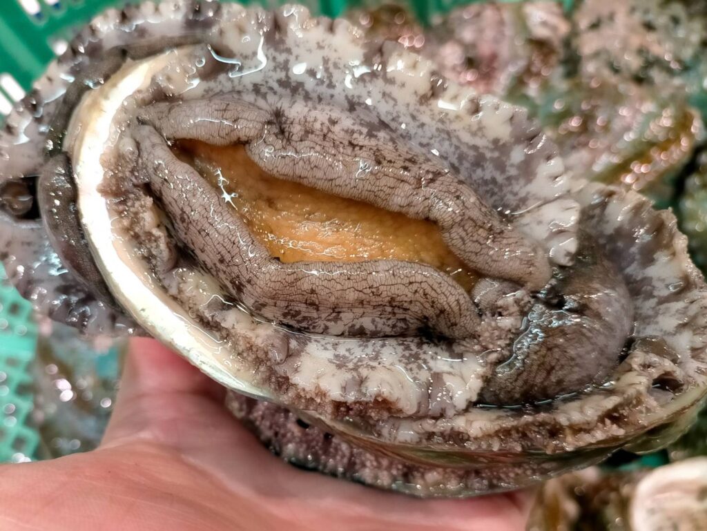 蝦夷あわび活け